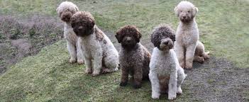 We are super excited to introduce the amazing lagotto romagnolo dogs! Lagotto Romagnolo Club Of Canada Dog Breeds Lagotto Romagnolo Dogs