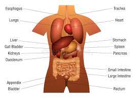 1 digitales wörterbuch der deutschen sprache „körperteil. Menschen Anatomie Der Inneren Organe Vektor Abbildung Illustration Von Graphik Magen 99893582