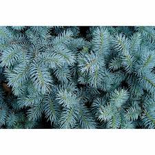We started blue spruce toolworks with a singular vision: Picea Pungens Glauca Baby Blue General T S Foliage Mitre 10
