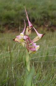 Image result for Disa ochrostachya