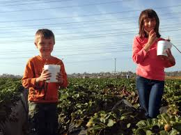 Strawberry Picking With Kids Near Legoland California Travelmamas Com