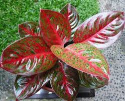 Daunnya berbentuk hati dan warnanya hijau muda. Aglaonema Jenis Tanaman Hybrid Tanaman Hias Daun Tanaman Bunga
