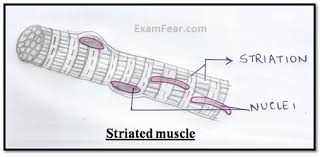 This entry was posted in anatomy by admin. Cbse Ncert Notes Class 9 Biology Tissues