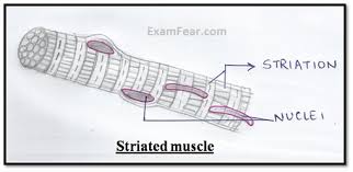 Boost your exam preparations with ncert solutions for class 9 science chapter 6 and score more marks in your exams. Cbse Ncert Notes Class 9 Biology Tissues