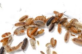 Image result for Sporobolus molleri