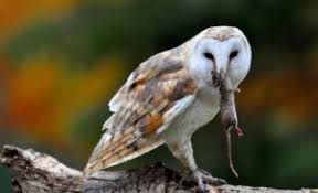 We did not find results for: 6 Alasan Burung Hantu Tak Dipelihara Fokus Jabar