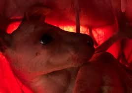 Amazing photos capture joey's comfort in mum's pouch