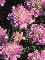 A superb vintage rose mix cut specifically to order direct from the farm. Scabiosa Pink Mist Bluestone Perennials