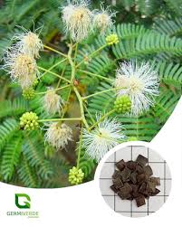 Image result for Mimosa bimucronata