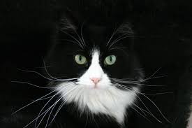 There are also brands of cat food made specifically for norwegian forest cats. Black And White Norwegian Forest Cat Breed Wallpapers Wallpaper Cave