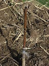 Graft incompatibility occurs on account of a number of factors including of unfavorable physiological responses across the graft union, transmission of virus or phytoplasma and. Grafting Wikipedia