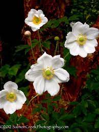 Our Favorite Plant This Week We Love Anemone Andrea Atkinson Because White Is The Perfect Color To Cheer Up An Autumn Day Dog Nursery Digging Dogs Anemone
