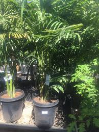 Home Depot King Palm 80 00 Home Depot Plants Palm