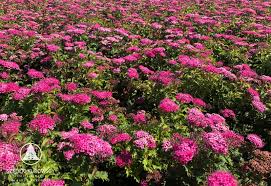 Image result for Spiraea x bumalda ´Crispa