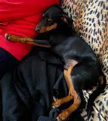 250 Mini Pinscher Ideas In 2021 Mini Pinscher Pinscher Miniature Pinscher