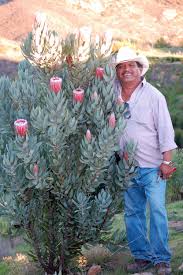Protea Silver Tip Resendizbrothers Com Australian Garden Design Protea Plant Australian Native Garden