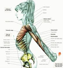 Using Your Smartphone Too Often Can Wreck Your Spine Research Finds Yoga Anatomy Muscle Anatomy Body Anatomy