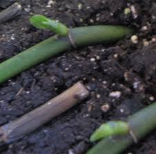 Image result for orchid cuttings