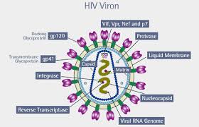 Hiv stands for human immunodeficiency virus. The Virus The Virus The Age Of Aids Frontline Pbs