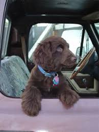 Maybe you would like to learn more about one of these? 70 Boykin Spaniel Puppies Ideas Boykin Spaniel Boykin Spaniel Puppies Spaniel Puppies