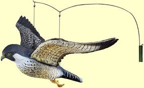 Grazie a tutti per la. Sagome Finte Molto Efficaci Per Scacciare Piccioni