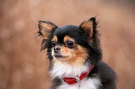 We did not find results for: The Apple Head Chihuahua Top Facts Guide Animal Corner