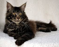 Get a ragdoll, bengal, siamese and more on kijiji, canada's #1 local classifieds. Pin On The Amazing Maine Coons