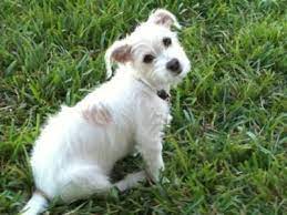 This Is A Maltejack Or Jacktese Its A Maltese Jack Russell Mix I Found One At My Local Shelter Today And Hope To Adopt It Totally Adorable Will Be About 8lbs And