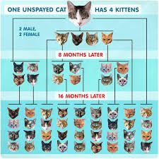 Cat Breeding Chart Bedowntowndaytona Com