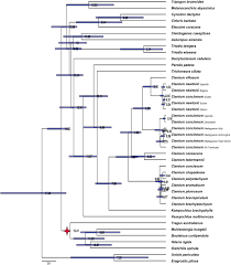 Image result for Ctenium