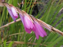 Image result for Dierama formosum/plowesii intermediates