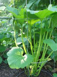 Growing Zucchini In Small Spaces Plants Growing Vegetables Lawn And Garden