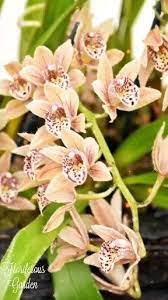 Cymbidium Orchids Cymbidium Orchids Cymbidium Orchids Orchids Planting Roses