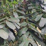 Image result for Carapa procera