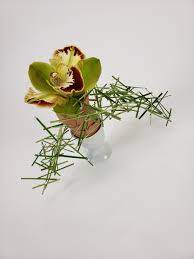 Cymbidium Cricket Flour Best Flower Wallpaper