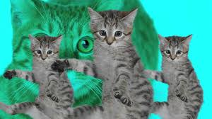 The best cat stories, cat videos and cat pictures daily, plus cat food, cat care & cat health tips and click to see the very best of this week's great pictures of cats and kittens from our facebook page. Best Kittycat Song Official Feat Grumpy Cat Youtube