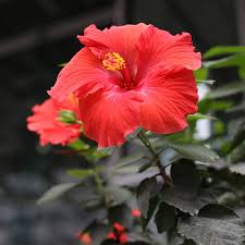 Image result for Hibiscus reekmansii