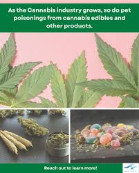 er: what's safe for you isn't always safe for your pets As cannabis  products become more common, we're seeing an increase in accidental pet  exposures — especially with edibles. Dogs in particular