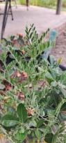 Image result for Hippocratea parvifolia