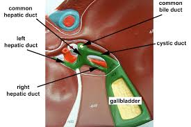 Pin By Labelle Martha Hernandez On Anatomy Bile Duct Gallbladder Medical School