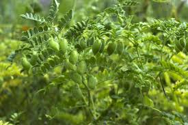 Image result for Cicer arietinum