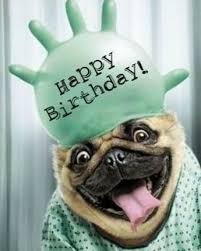 See more ideas about dog birthday, happy birthday dog, dog birthday party. Best 101 Funny Happy Birthday Dog Memes For Paw Lovers Everywhere Best Birthday Wishes Funny