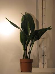 Image result for Kořenokvětka Aspidistra
