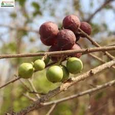 Image result for Flacourtia indica