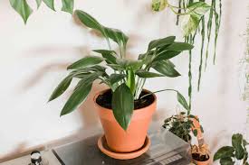 Image result for Aspidistra