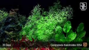 Image result for Ceratopteris