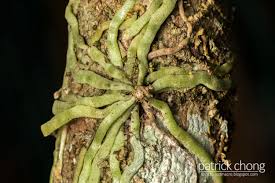 Image result for Taeniophyllum