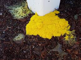 Slime molds were formerly classified as fungi but are no longer considered part of this found in a wide variety of colors, more than 900 species of slime mold occur all over the world. Yellow Slime Mold Found By Our Mail Post Today After A Thunderstorm Yesterday Mycology