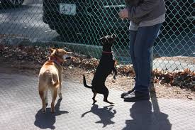Small dog playgroups near me. Ushering In Spring At Small Dog Playgroup Wareham