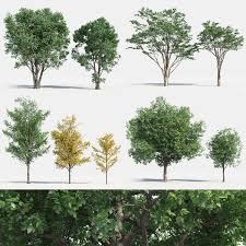 We did not find results for: Plants Pack 2 Chinese Trees Growfx 3d Model